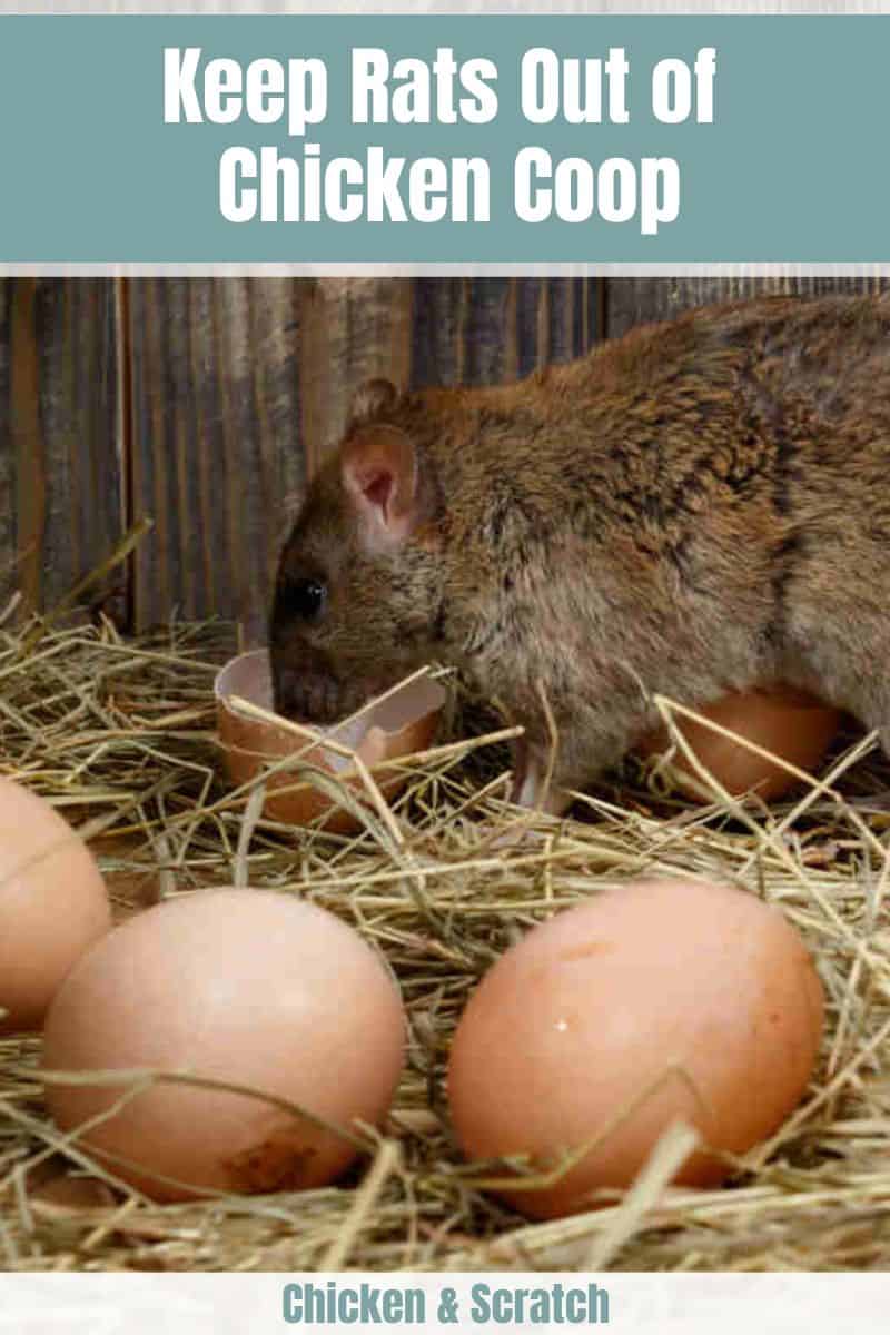 how to keep rat out of chicken coop