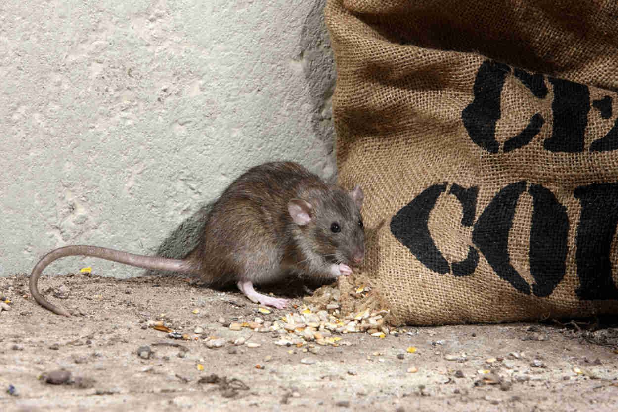 how to keep rats out of chicken coop