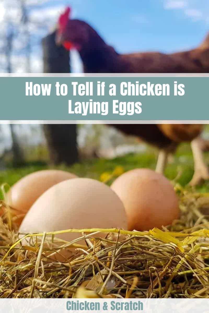 how to tell if a chicken is laying eggs