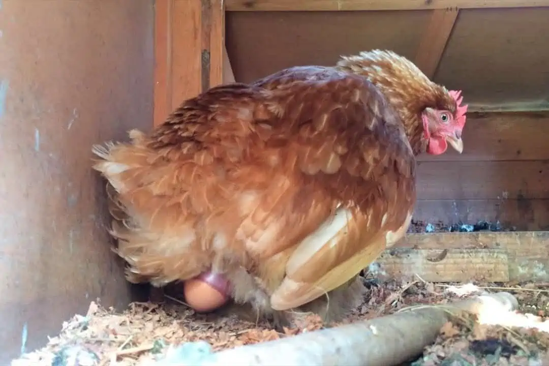 how to tell if a hen is laying