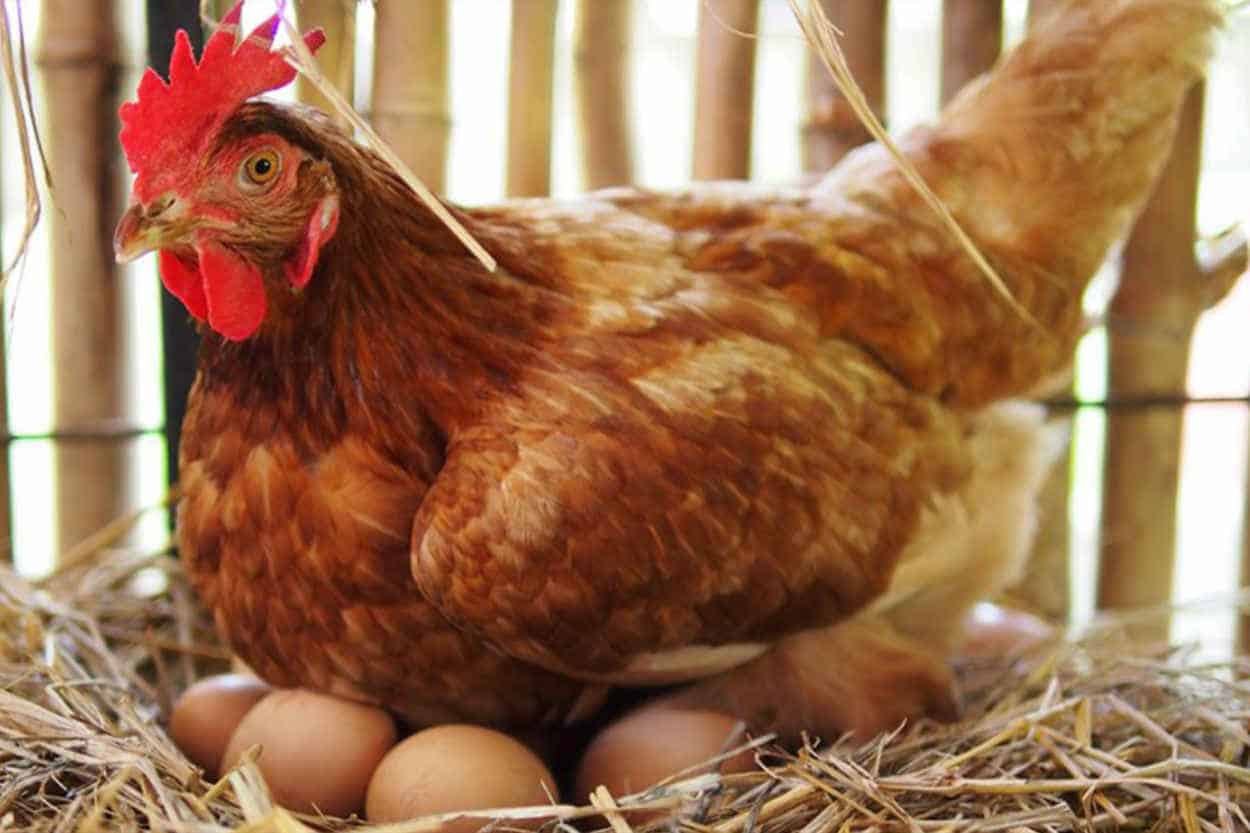 how to tell which chickens are laying eggs