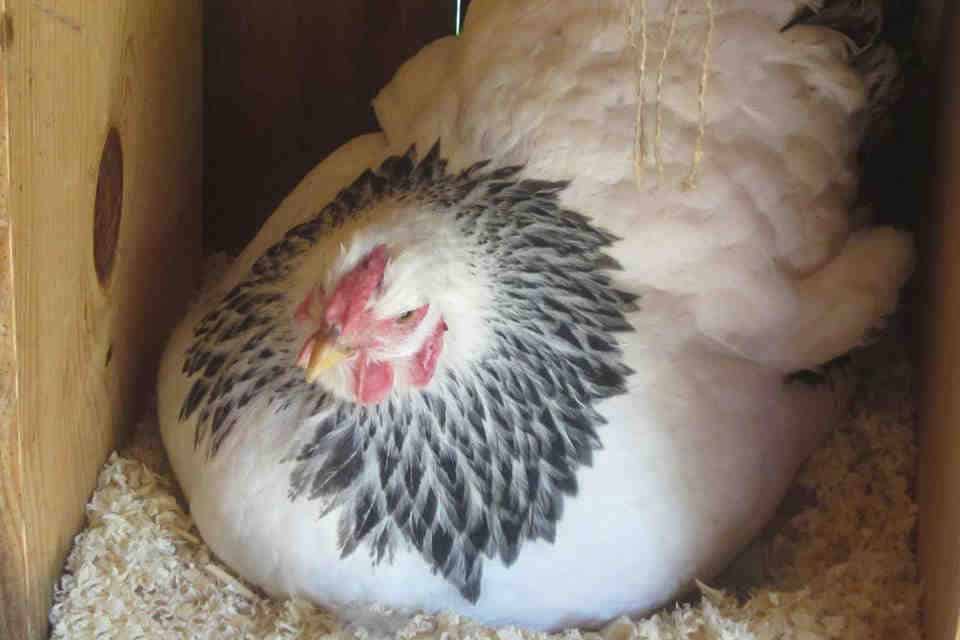 howto Tell if a Chicken is Laying Egg