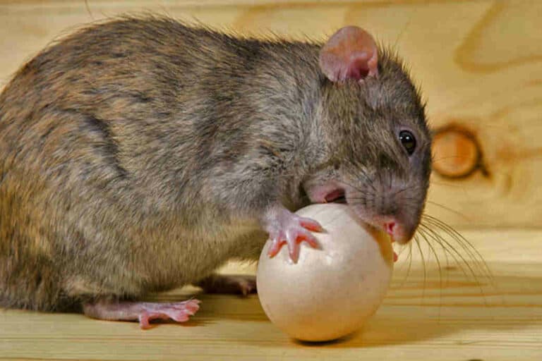 How to Keep Rats Out of Chicken Coop?