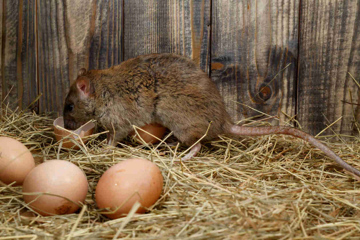 rats in chicken coop