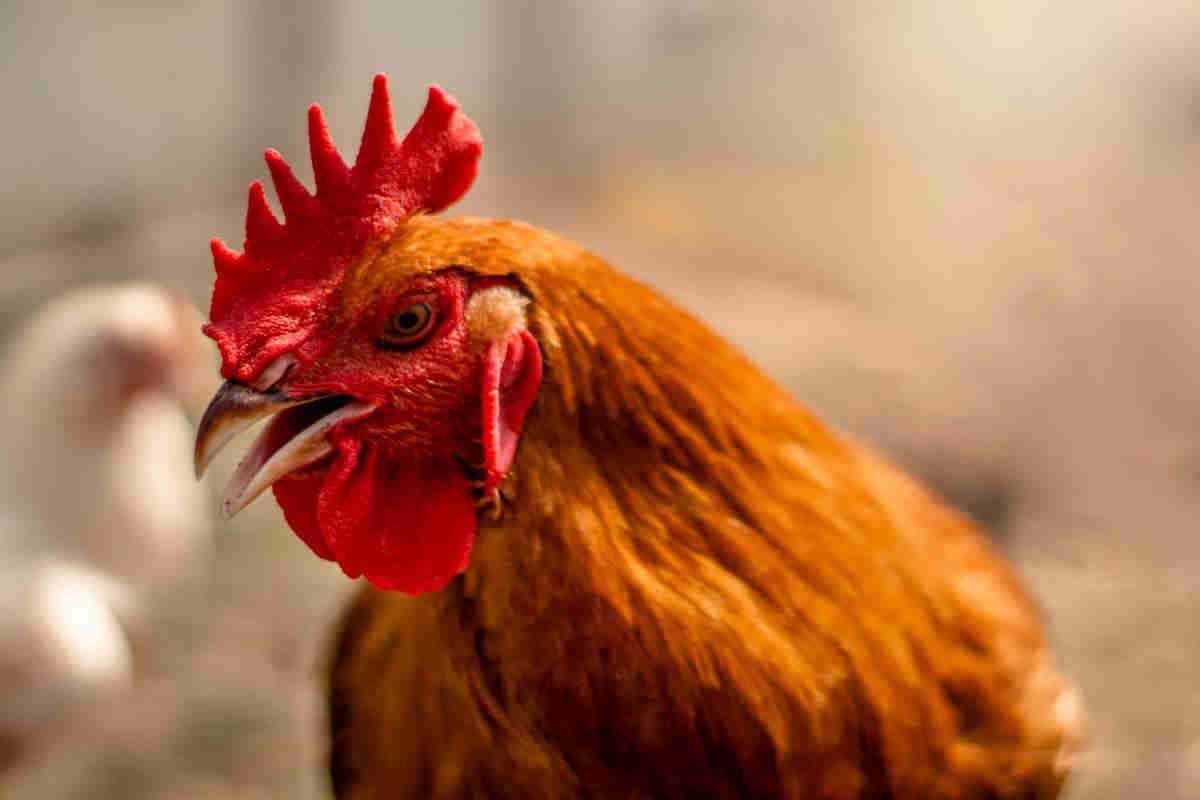 signs of heat stress in chickens