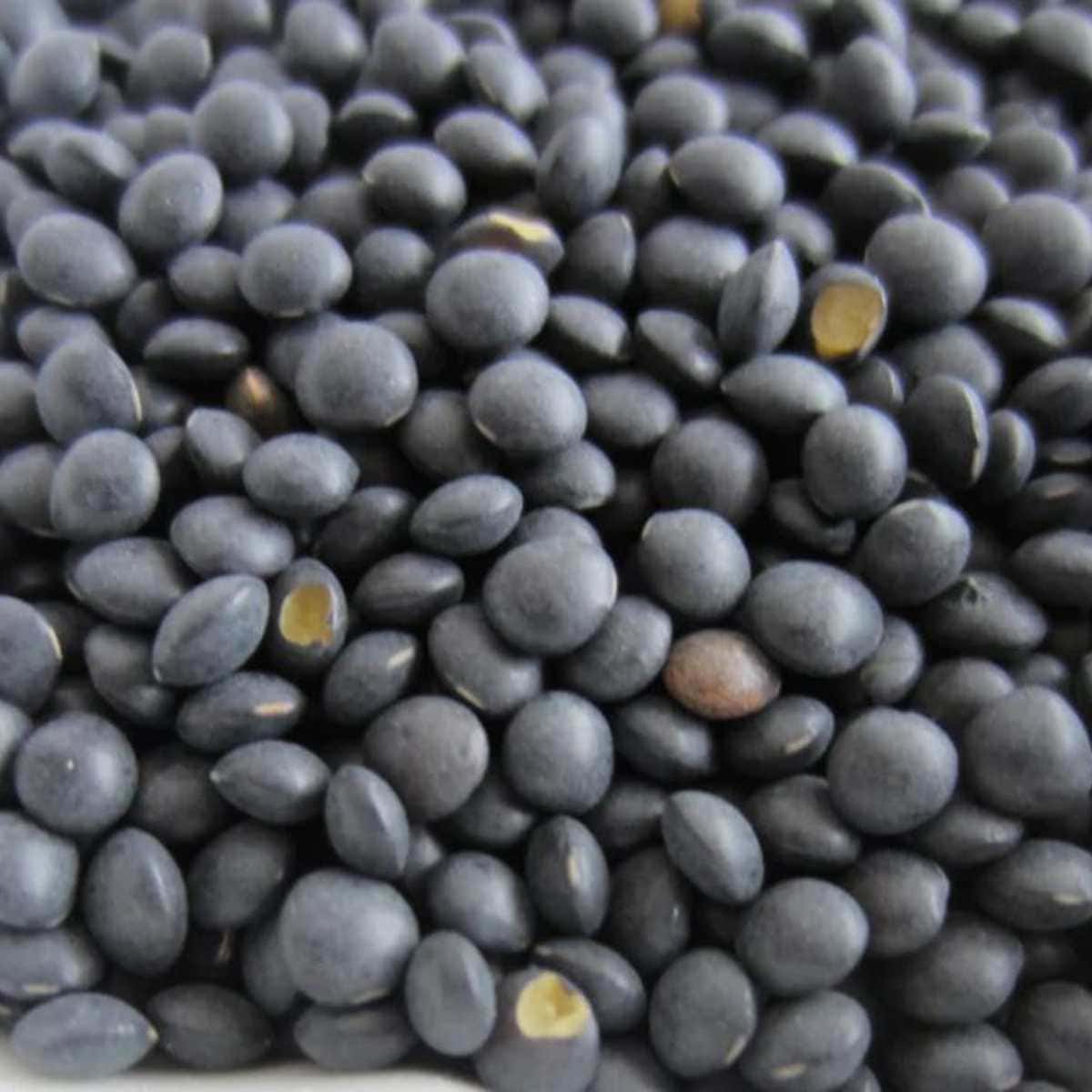 Black Lentils