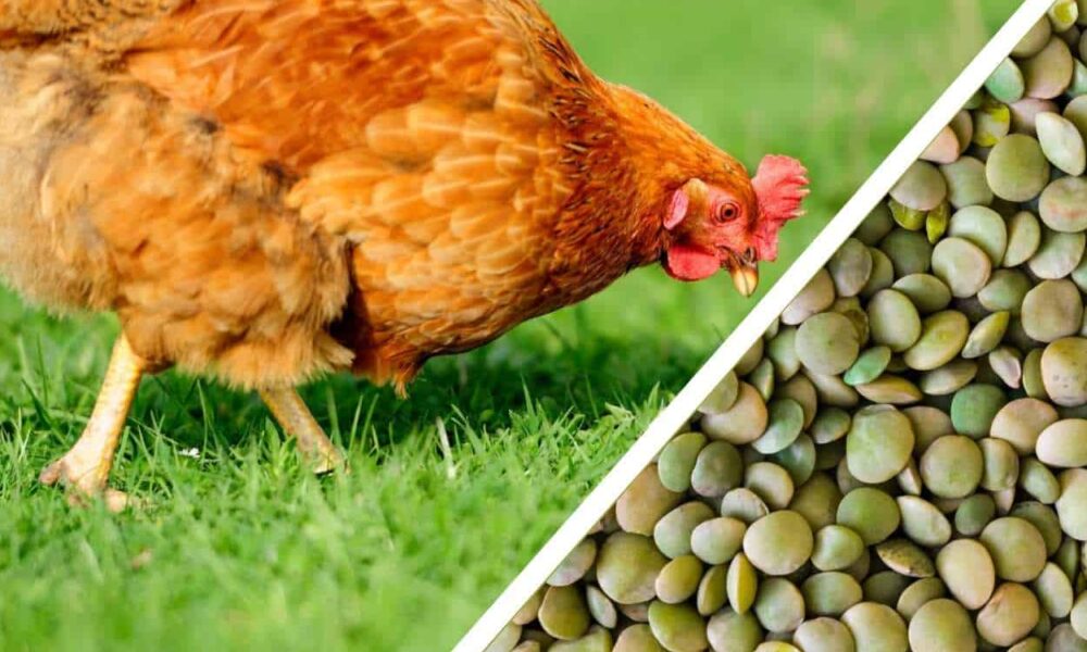 Can Chickens Eat Lentils? (Benefits, Preparation, & Feeding Methods)