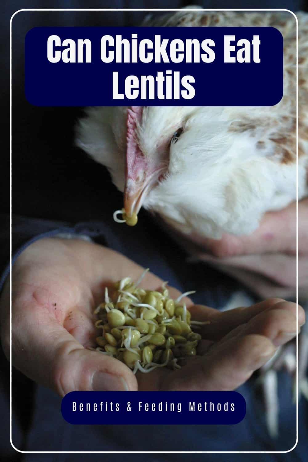 can chickens eat lentils