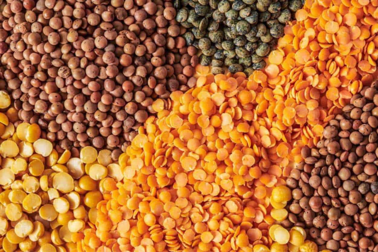 lentils for chickens