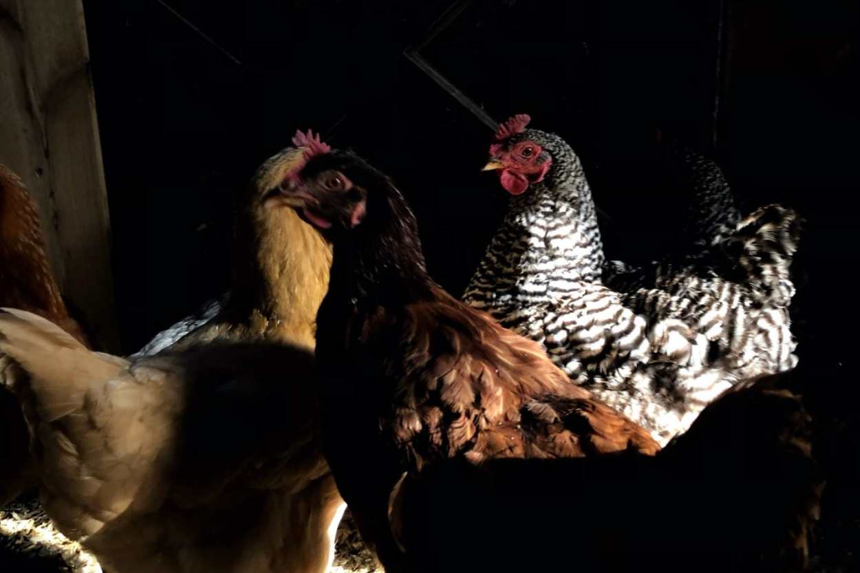 Can Chickens See in the Dark