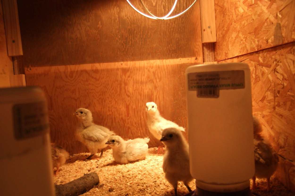 What Happens When You Give Too Much Light to Chickens