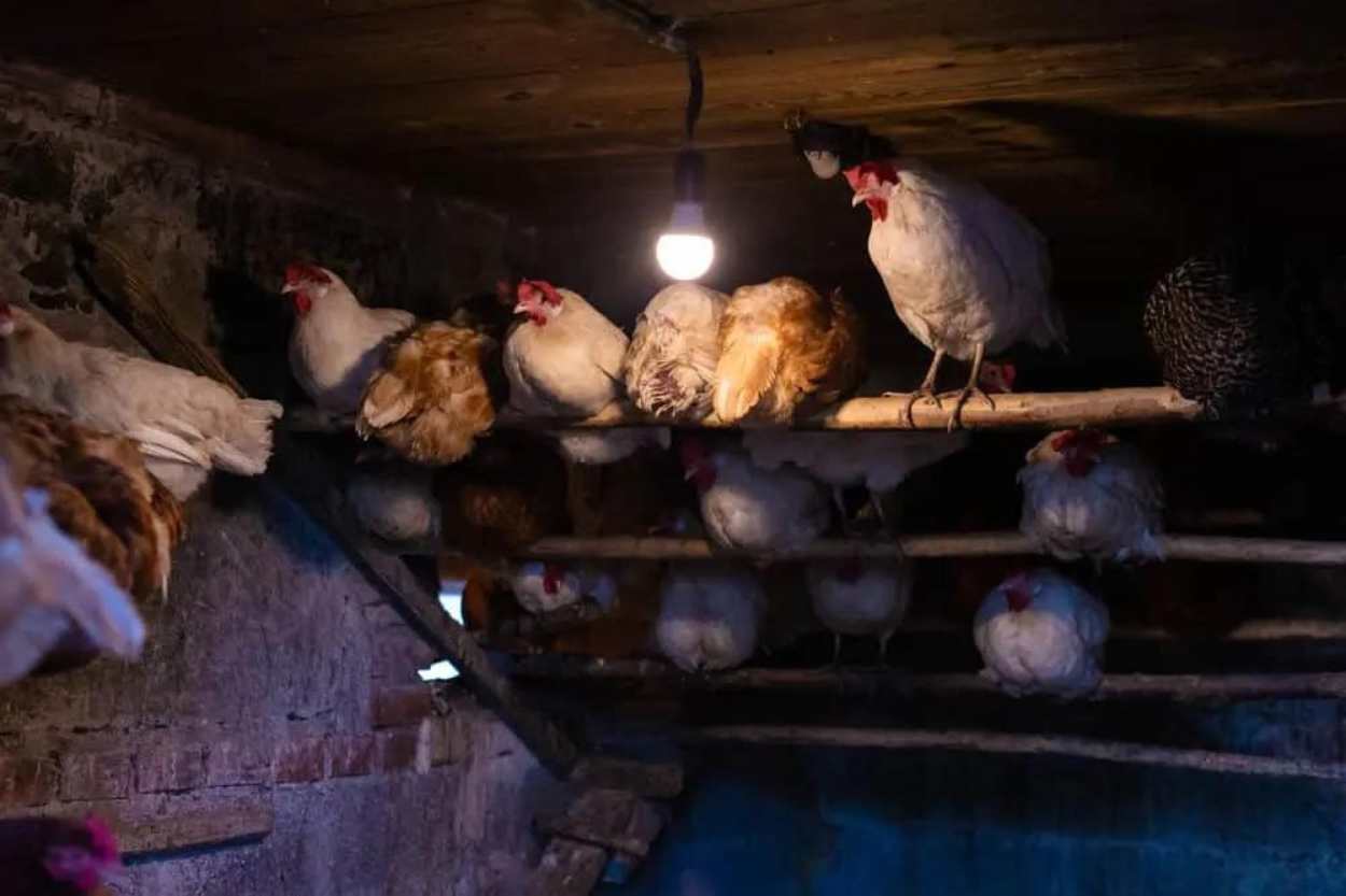 When to Use a Night Light in the Coop