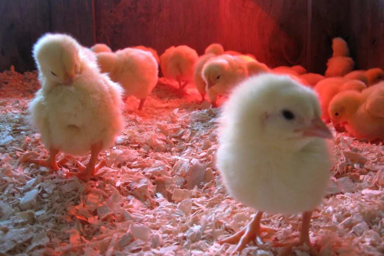 do-chicks-need-light-at-night
