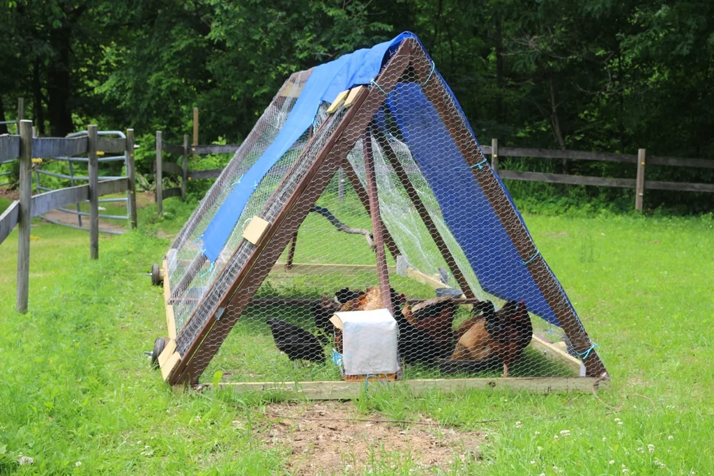 Test the Coop