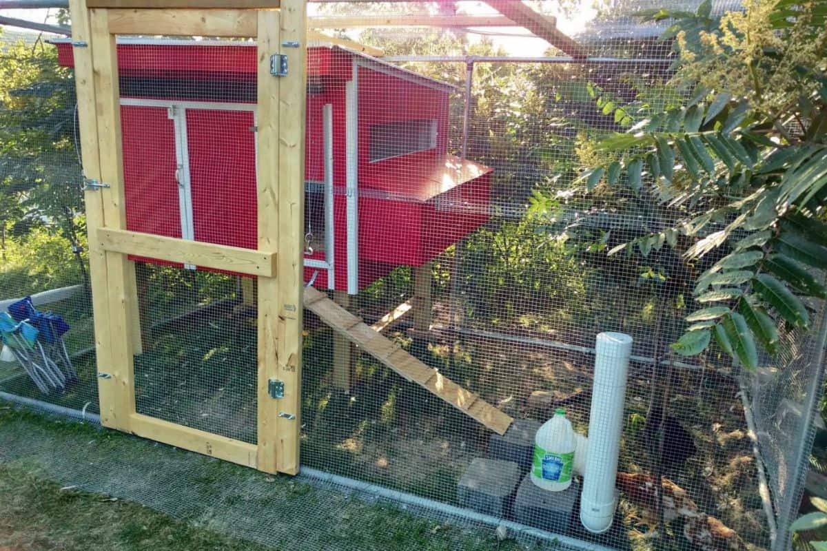 Building Our DIY Chicken Coop