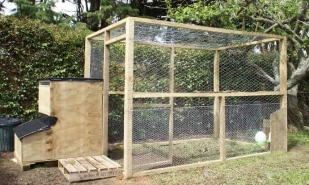 Budget-Friendly Backyard Chicken Coop: A Step-by-Step Guide for Beginners
