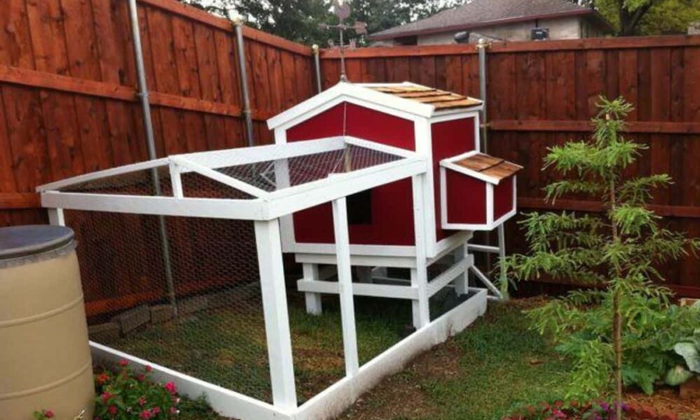 DIY Backyard Chicken Coop: A Beginner-Friendly Build